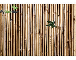 EVERGREEN 1.5 מX5 במבוק מושחל פרימיום עובי 14-16 מידה