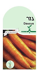זרעי גזר
