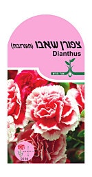 זרעי פרחים ''ציפורן שאבו''