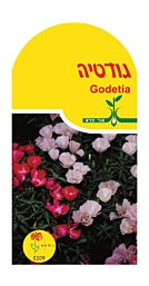 זרעי פרחים ''גודטיה''